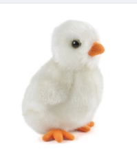 White Fluffy Chick